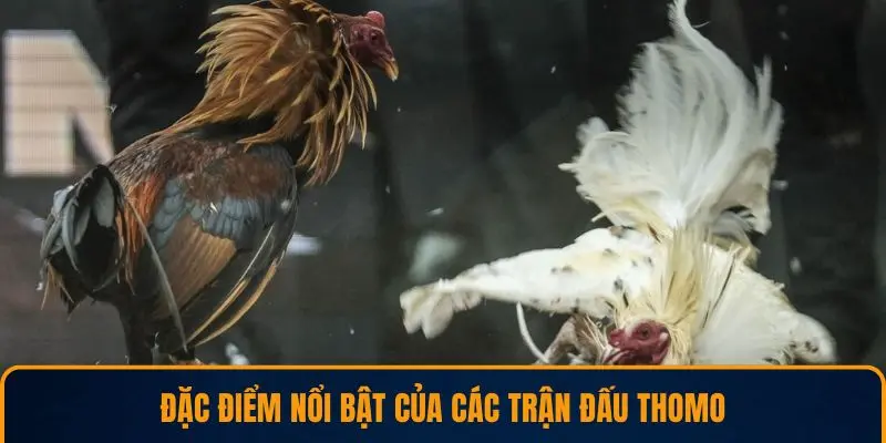 Đặc điểm nổi bật của các trận đấu Thomo