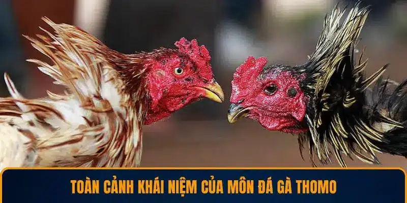 Toàn cảnh khái niệm của môn đá gà Thomo